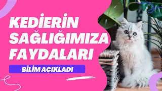 Kedilerin İnsan Sağlığına Muhteşem Faydaları Var