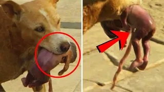 She Got Abandoned By Family. This Dog Did The Unthinkable