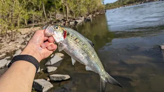 shad fishing nonstop at Chain bridge 2024