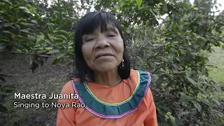 Ayahuasca Icaro - Maestra Juanita singing to Noya Rao tree of light.