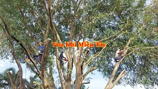 Hồi hộp khi Vua Khỉ cheo leo trên đọt cây Me 30 năm tuổi để mé nhánh . Cutting tamarind tree