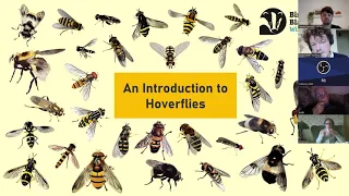 An Introduction to Hoverflies