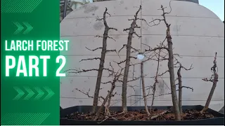 #1 Pruning, Wiring and Styling Larch Bonsai Forest part 2