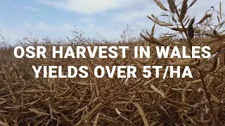 Oilseed rape harvest 2021 in Wales