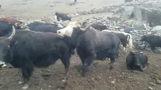 Very Strong yak and mountain cow Meet and try second time part no 6 ||Animals Earth ||