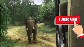 99 බේරුණු හැටි බලන්නකො ආසහිතෙයි |Love to see how 99 survived😊 #travelvlog #nature #safariyala #viral