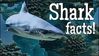 Shark Facts for Kids | Classroom Edition Sharks Learning Video