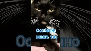 Ненавижу, ждать и догонять...😜😼😸