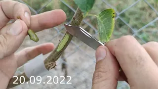 Cherry grafting in September 2022 and development until mid-summer 2023