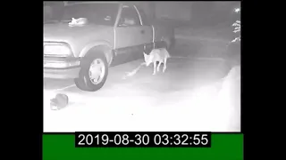 Slow motion cat got taken by a Coyote