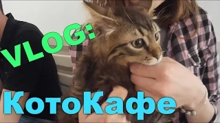 VLOG:Котокафе