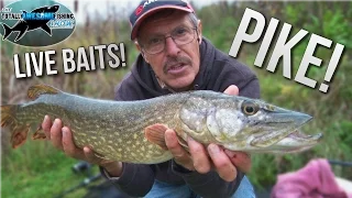 Pike fishing with Livebaits | TAFishing