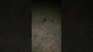 Hedgehogs making hedgehog noises