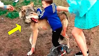 Parents Cried When They Saw What That Wolf Did To Their Son In The Woods!