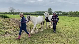 Nothing gets past me  #stables  #cob #gypsyvanner #foal