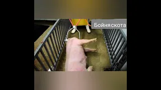 Щипцы для оглушения свиней. Процесс оглушения щипцами 100%