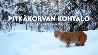 Riistakamerakooste - pitkäkorvan kohtalo