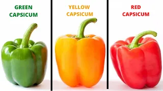 WHAT IS THE DIFFERENCE BETWEEN GREEN, YELLOW AND RED CAPSICUM?
