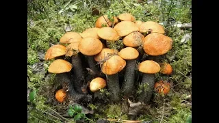 Прогулка по лесу грибы в Талдоме 2018 г