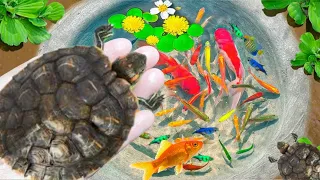 Amazing Catch Baby Diamond Turtle, Unicorn Head Fish, Pearlscale Goldfish, Striped Horse Fish