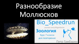 9. Разнообразие моллюсков (Speedrun зоология 7 класс, ЕГЭ, ОГЭ 2021)