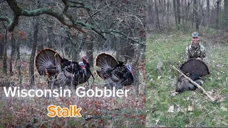 How to stalk and shoot a turkey. First time hunting Wisconsin Turkey (Self Filmed)