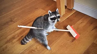 🦝 Racoon Funny 🤣 Compilation 🎞️ HD | Try not to laugh | Funny Pets Videos