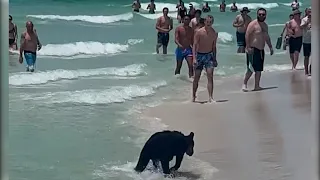 Bear goes for dip on beach at Destin