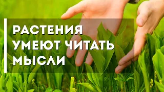 Растения умеют читать мысли