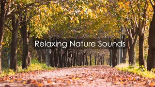 Звуки ранней осени. Расслабляющий шум ветра с шелестом листвы. Пение птиц и шорох падающих листьев.