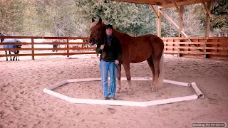 Natural Horsemanship Ground Training with Cowboy Dressage Equine Veterinarian Dr. Jenni Grimmett