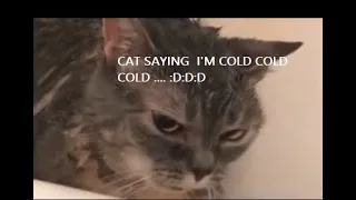 Cat saying I'm cold *TiK ToK 2019