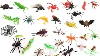 Insects and Bugs Vocabulary || 100 + Insects and bugs Name with pictures in English