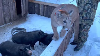 Messi meets the new animals in the neighborhood. A walk to the deer