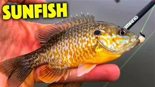 This Rig Will Help You Catch More Sunfish!