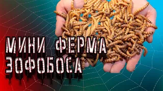 НЕБОЛЬШАЯ ФЕРМА ЗОФОБАСА