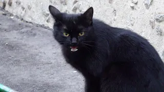 Black cat crying because he need food