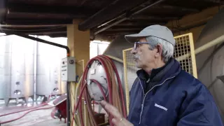 Nettare dei Santi, il vino di San Colombano al Lambro