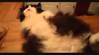 Funny Cat Compilation | September 2013 | PART 10