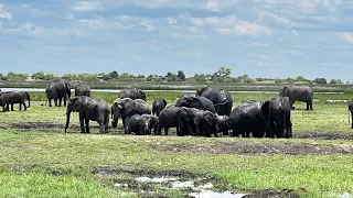 Chobe, Botswana:A Day in our Life