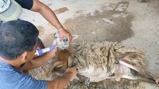 Paano Purgahin ang Makulit na Tupa ~ Sheep Deworming ~  Veterinarian in the Philippines