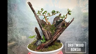 How To Make Bonsai Ravine With Driftwood| Bonsai Edit