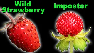 3 Native Strawberries and an Invasive Imposter!