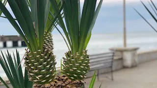 Абхазия во Всей Красе🌴ПРОГУЛКА по Улочкам Города Сухум.ОБЕД В РЕСТОРАНЕ НА НАБЕРЕЖНОЙ СУХУМИ