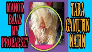 HOW TO TREAT CHICKEN WITH PROLAPSE VENT