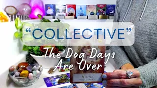 "COLLECTIVE MESSAGE" Timeless: The Dog Days Are Over ~ A Change In Direction That Offers Happiness!