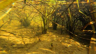 Aquatic life in Grassland Streams | Underwater