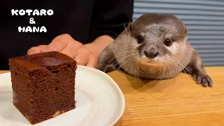 Otter Loving Cold Dessert on a Hot Day