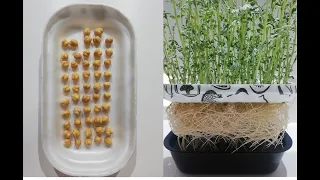 Growing the chickpeas in water at home