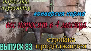 Вес поросят в 4 месяца. Заливаем фундамент. Вес бракованного бройлера 2.5месяца.